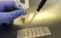 在细胞中产生硫化合物的方法显示出修复组织的希望