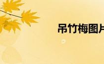 吊竹梅图片大全图库