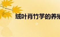 绒叶肖竹芋的养殖方法和注意事项