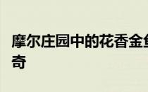 摩尔庄园中的花香金鱼：美丽与神秘的交融传奇