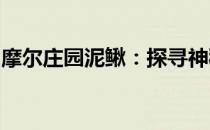 摩尔庄园泥鳅：探寻神秘水域，体验垂钓乐趣