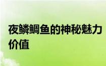 夜鳞鲷鱼的神秘魅力：探寻其独特之处与珍贵价值
