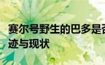 赛尔号野生的巴多是否还存在？探寻巴多的踪迹与现状