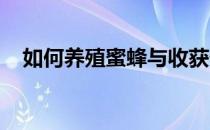 如何养殖蜜蜂与收获优质蜂蜜的实用指南