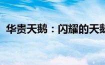 华贵天鹅：闪耀的天鹅羽毛背后的传奇故事