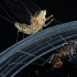 进化的食谱书复制粘贴错误如何导致昆虫飞行 章鱼伪装和人类认知